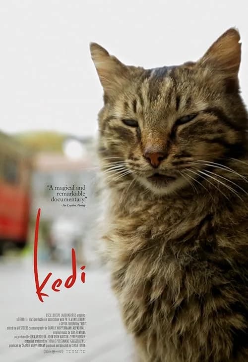 Kedi film posteri